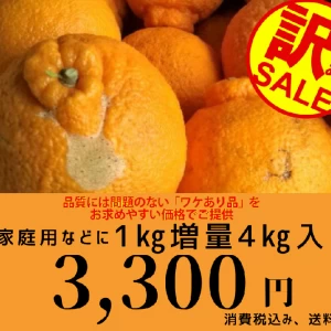 不知火(デコポン)1kg増量お買い得品!一箱4kg入り