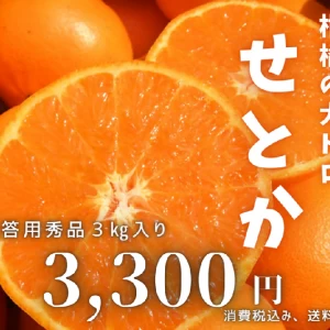 ハウスせとか一箱3kg入り・10玉から14玉程度