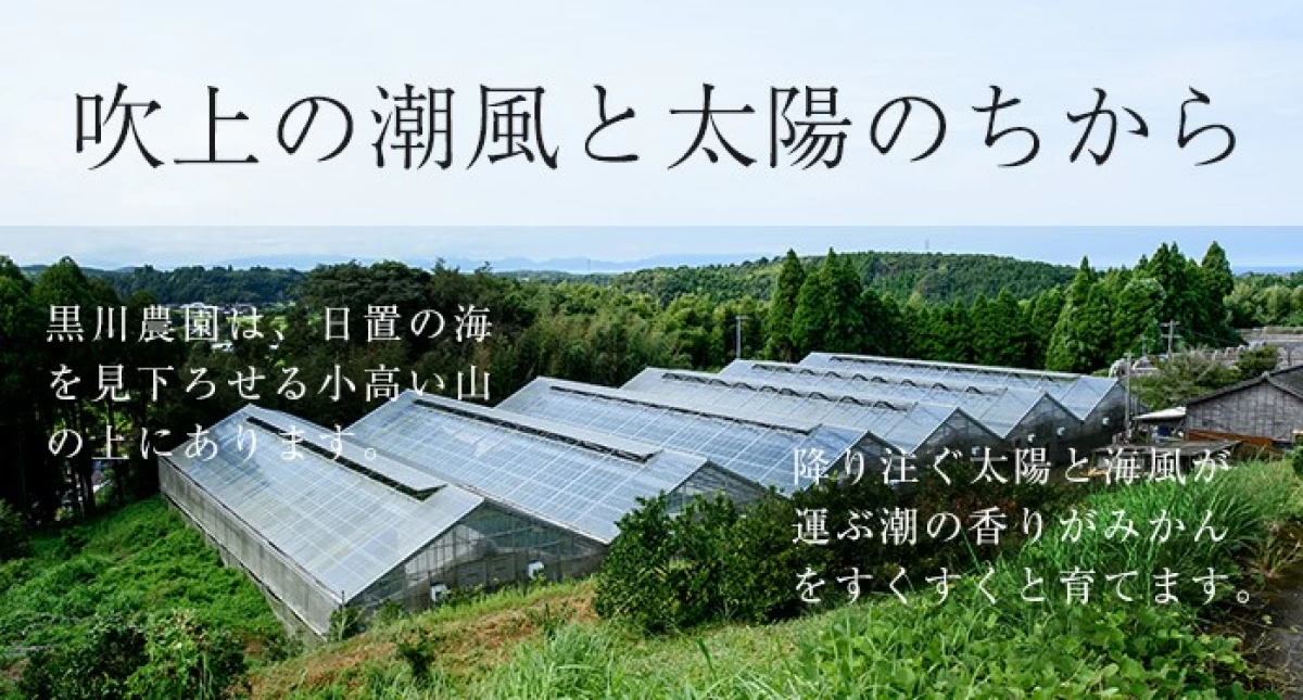 不知火(デコポン)贈答用　一箱3kg入り・8玉から12玉程度